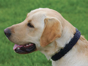 Triple Crown Dog Training Gentle Collar -Reduce Pulling | eBay